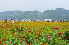 通济花海客流量分析