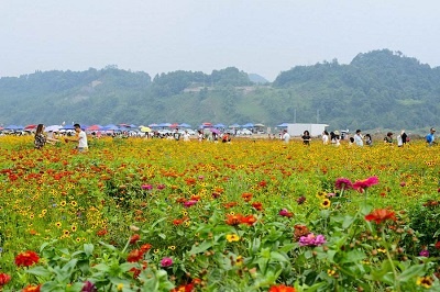 通济花海客流量分析-俊竹科技